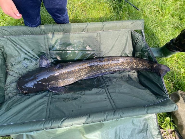 Vangst spektakel bij het Varkensgat in Genemuiden, een meerval van 158 cm.